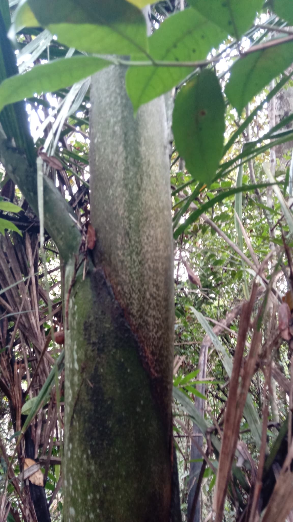 Botanical specimen of Chrysalidocarpus Mananjarensis.