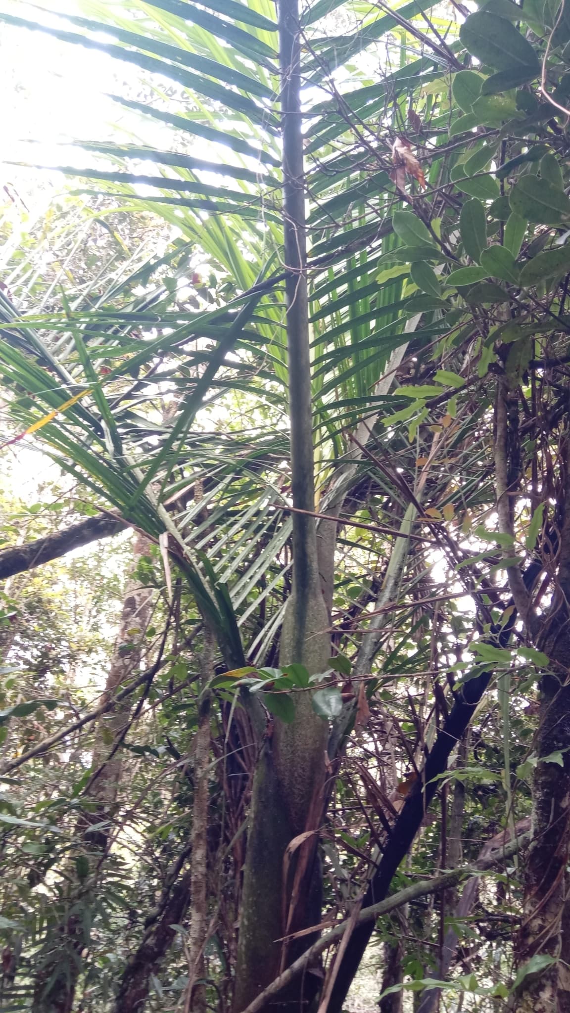 Botanical specimen of Chrysalidocarpus Mananjarensis.