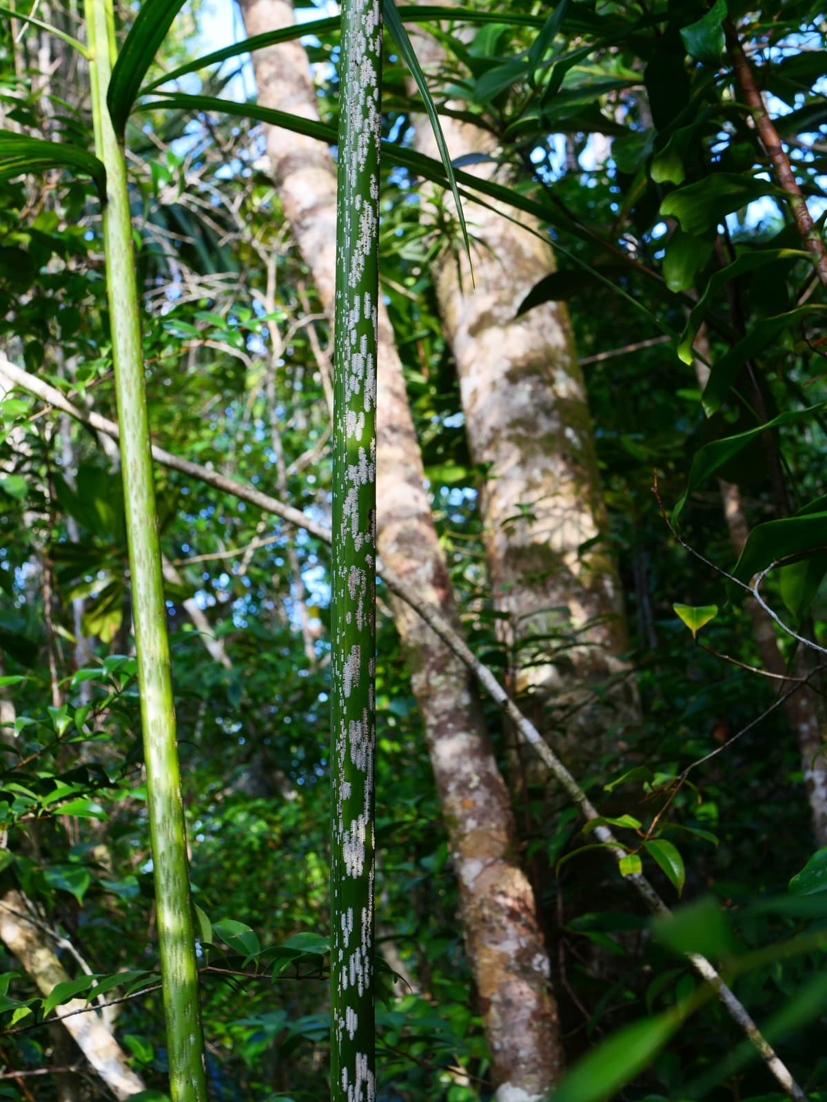 Botanical specimen of Chrysalidocarpus Mananjarensis.