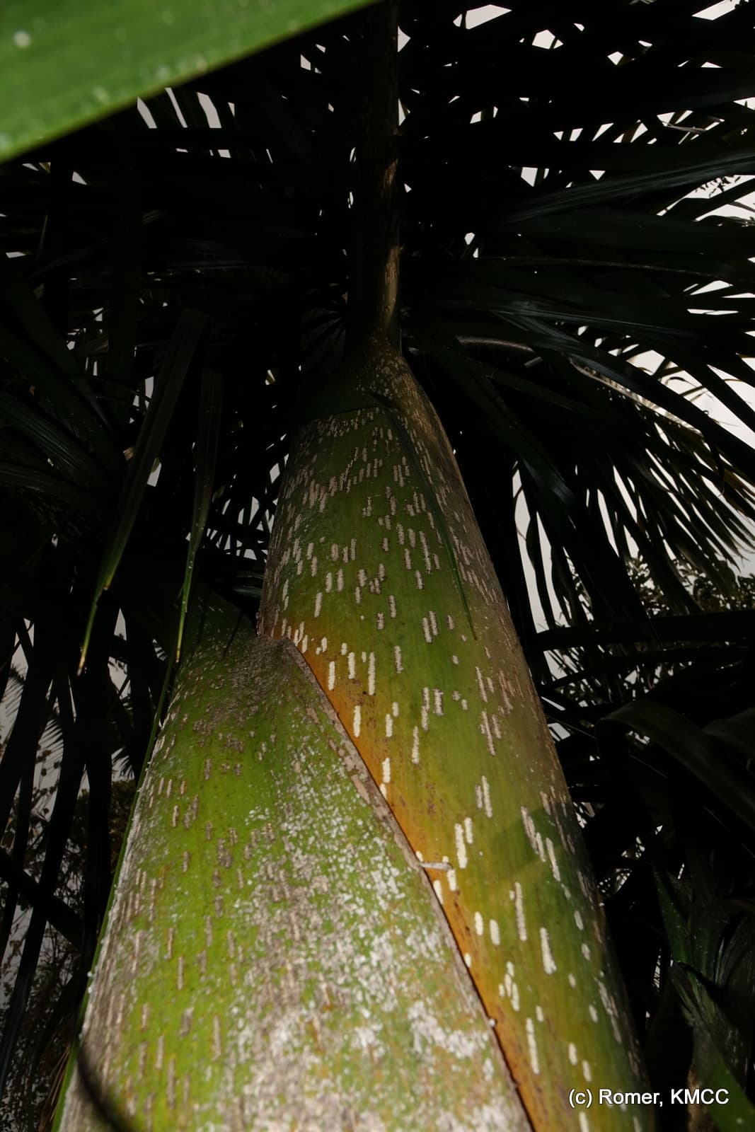 Botanical specimen of Chrysalidocarpus Mananjarensis.