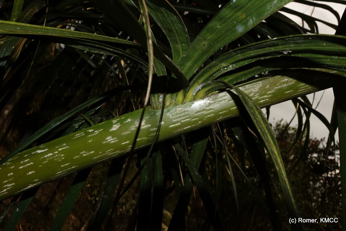Botanical specimen of Chrysalidocarpus Mananjarensis.