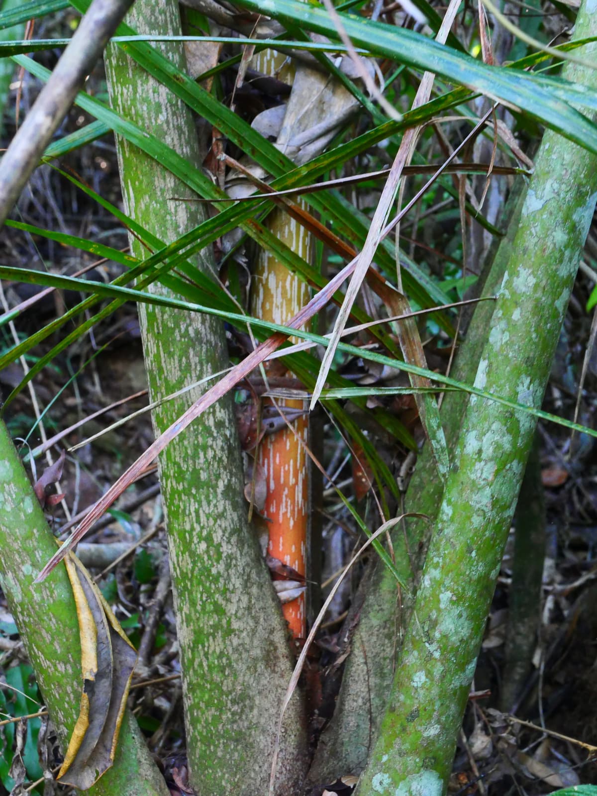 Botanical specimen of Chrysalidocarpus Mananjarensis.
