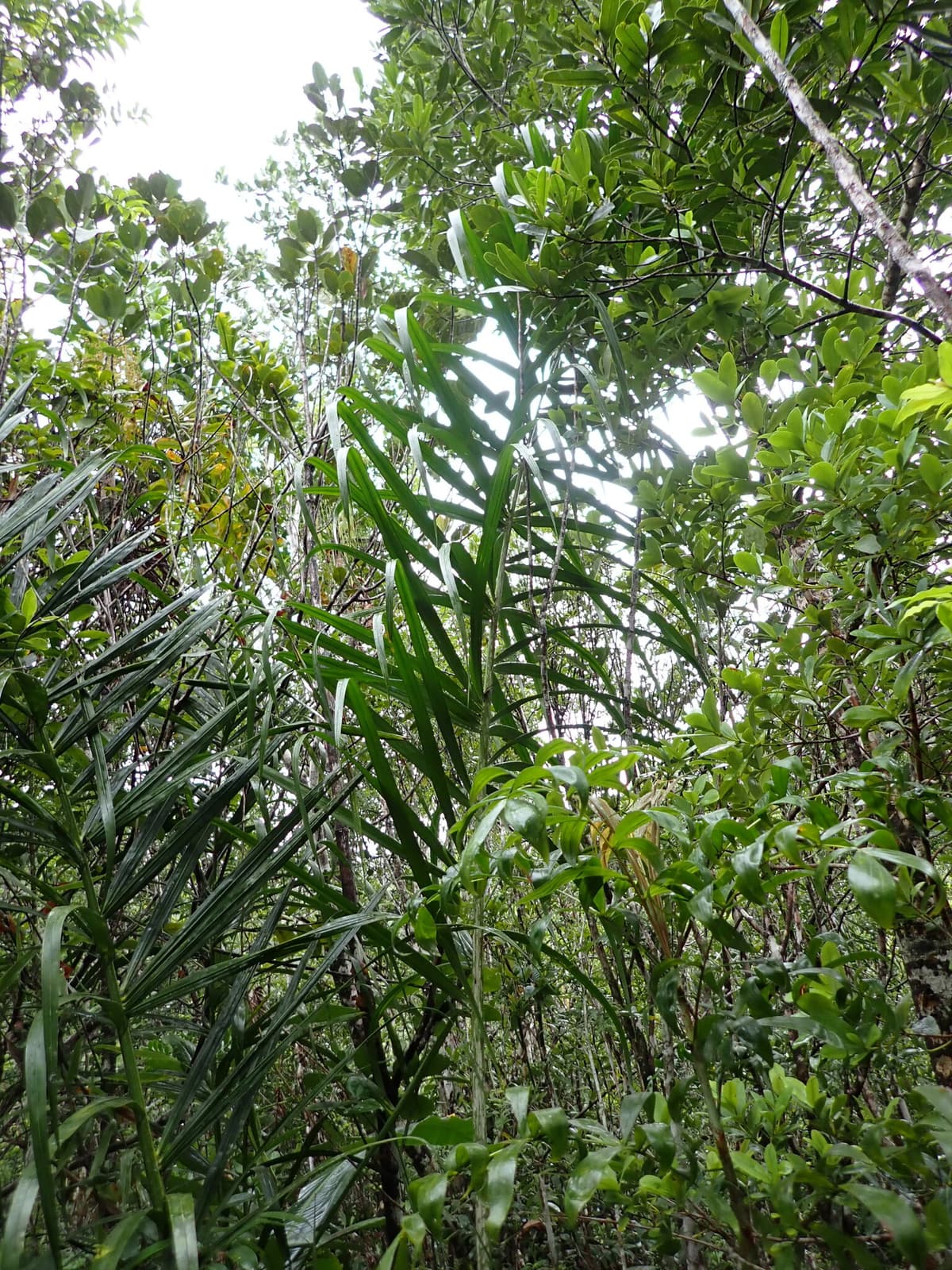 Botanical specimen of Chrysalidocarpus Mananjarensis.