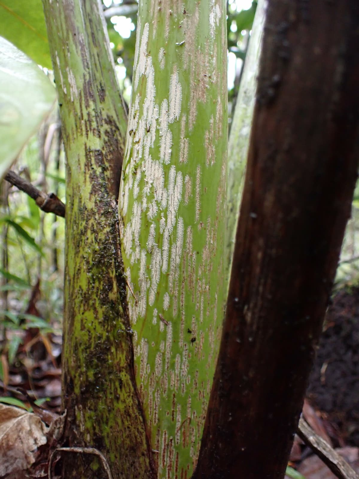 Botanical specimen of Chrysalidocarpus Mananjarensis.