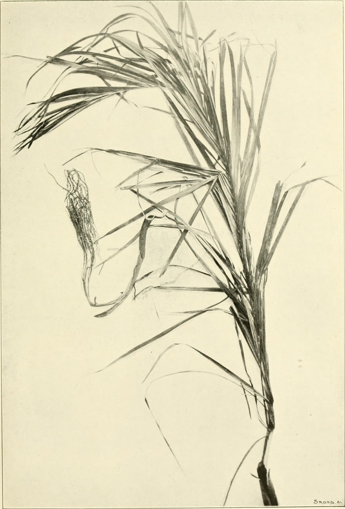 Botanical specimen of Chrysalidocarpus Onilahensis.