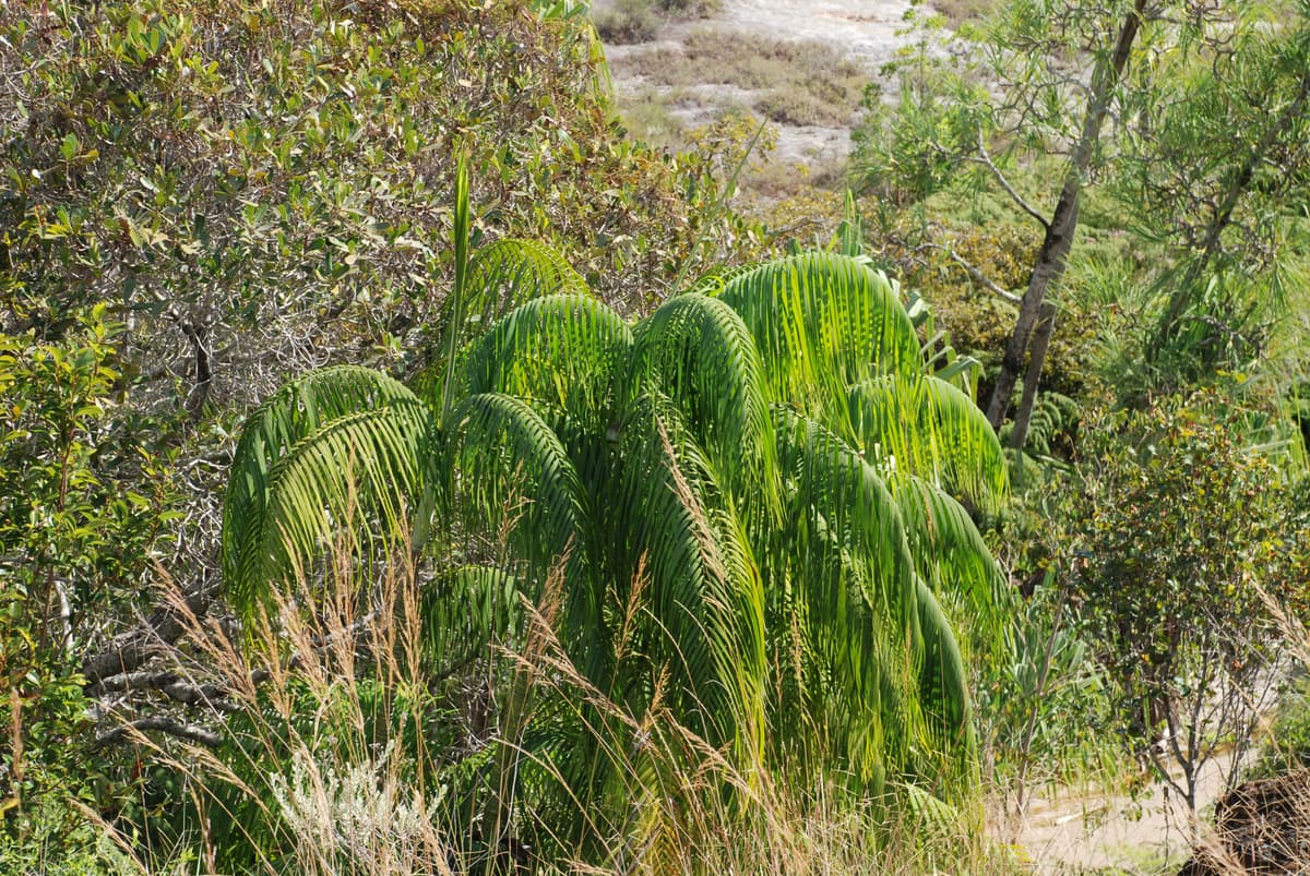 Botanical specimen of Chrysalidocarpus Onilahensis.