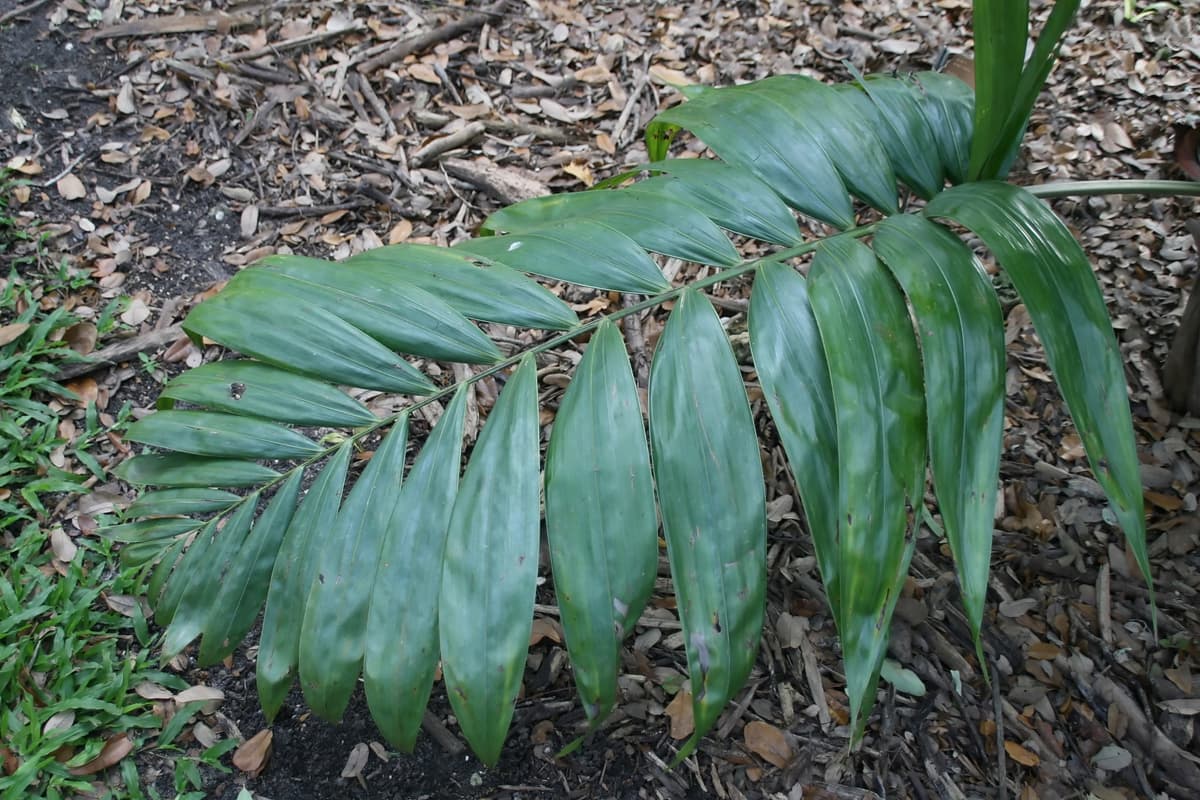 Botanical specimen of Chrysalidocarpus Pembana.