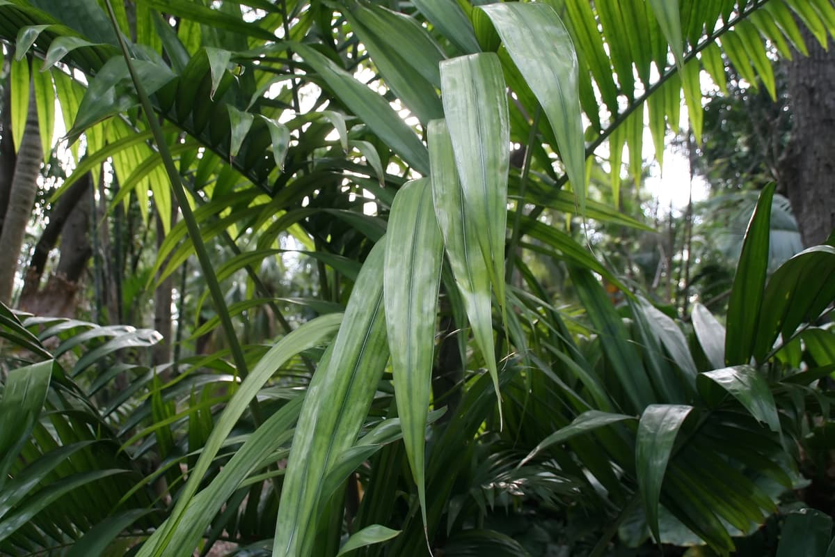 Botanical specimen of Chrysalidocarpus Pembana.