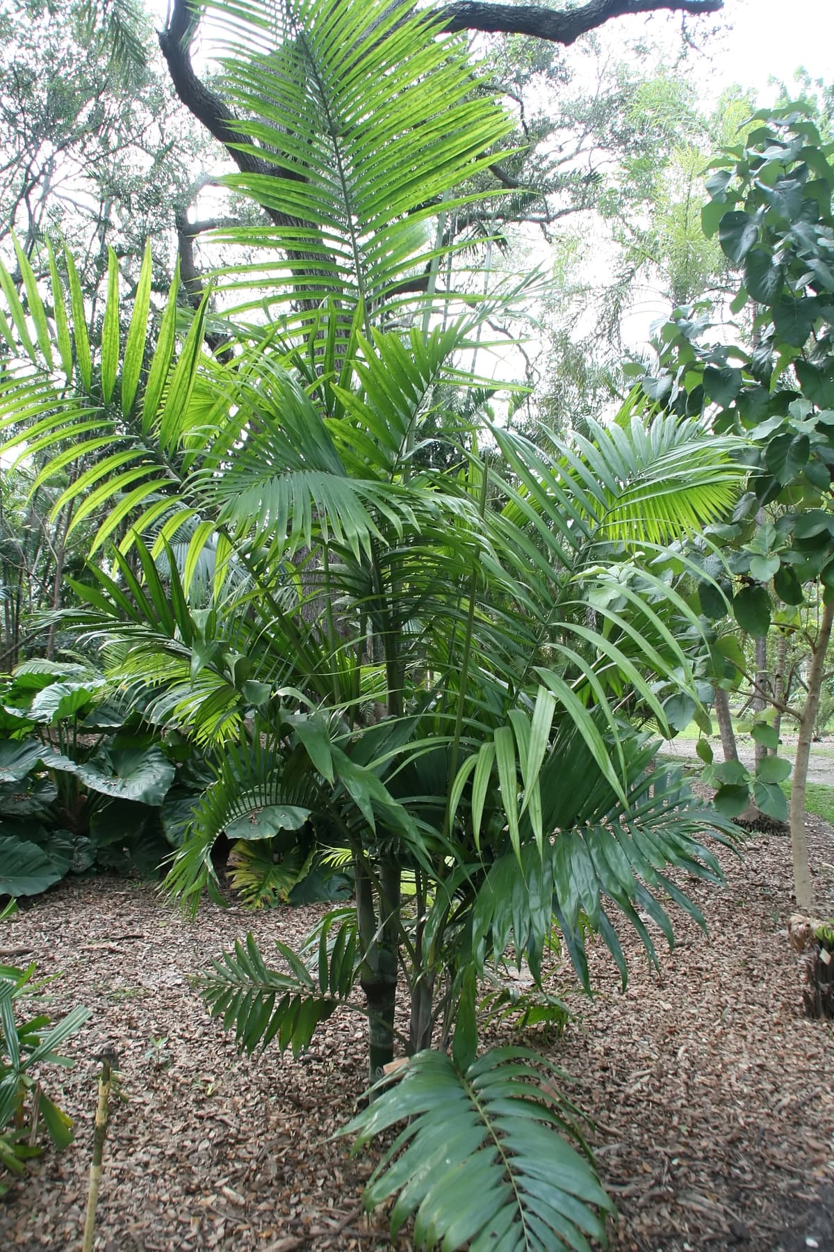 Botanical specimen of Chrysalidocarpus Pembana.