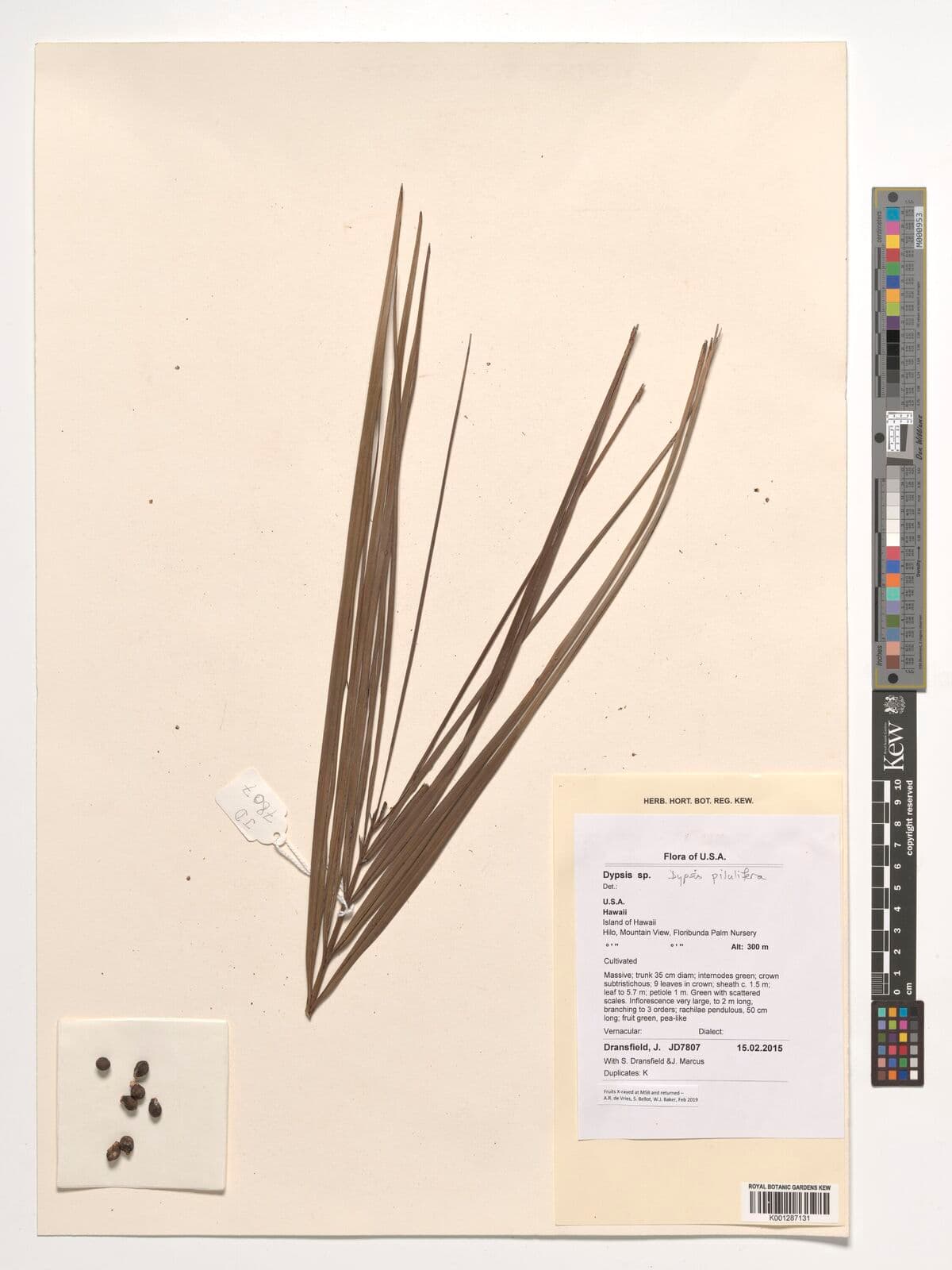 Botanical specimen of Chrysalidocarpus Pilulifer.