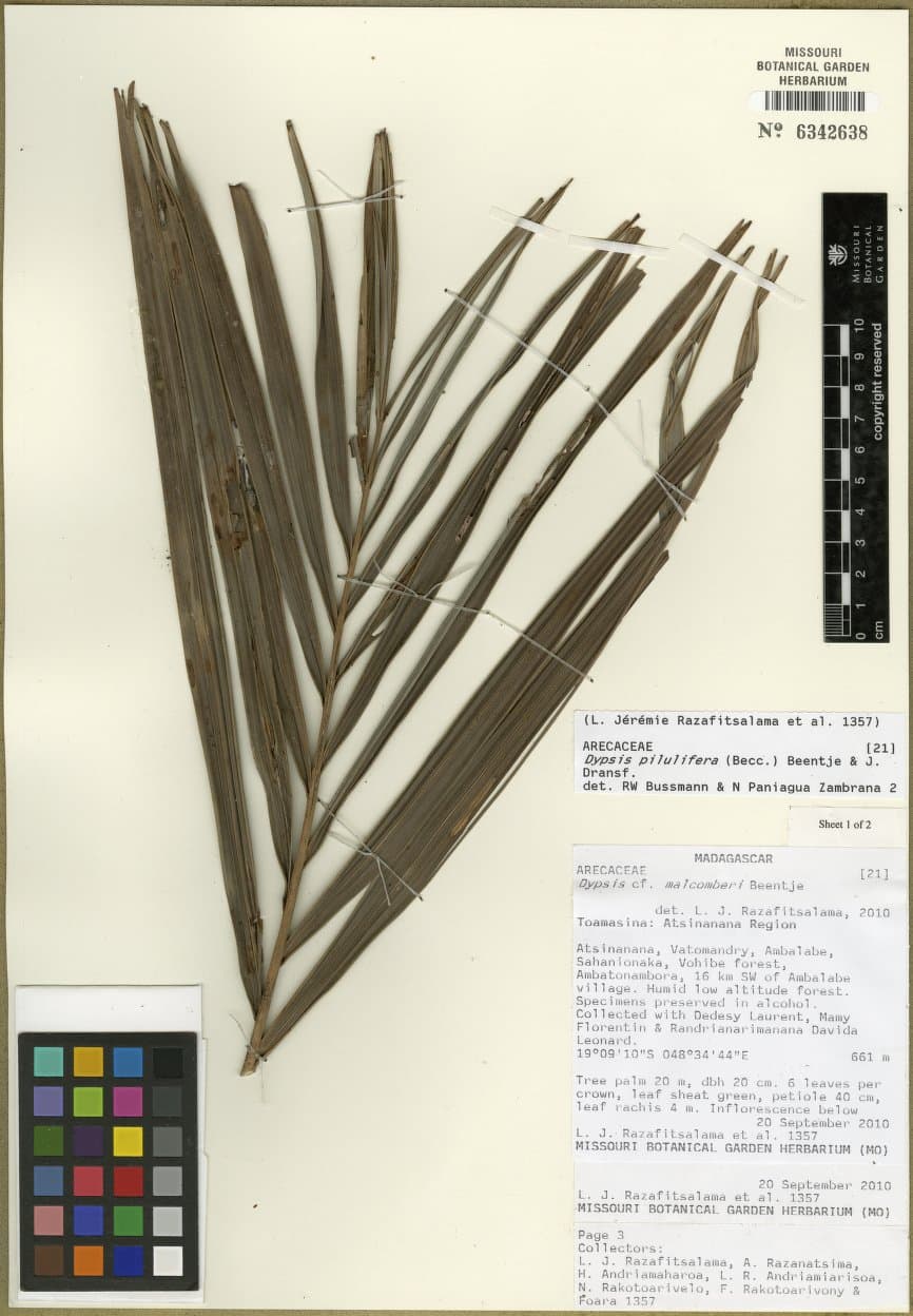 Botanical specimen of Chrysalidocarpus Pilulifer.