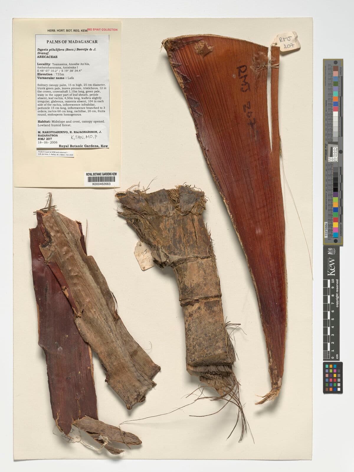 Botanical specimen of Chrysalidocarpus Pilulifer.