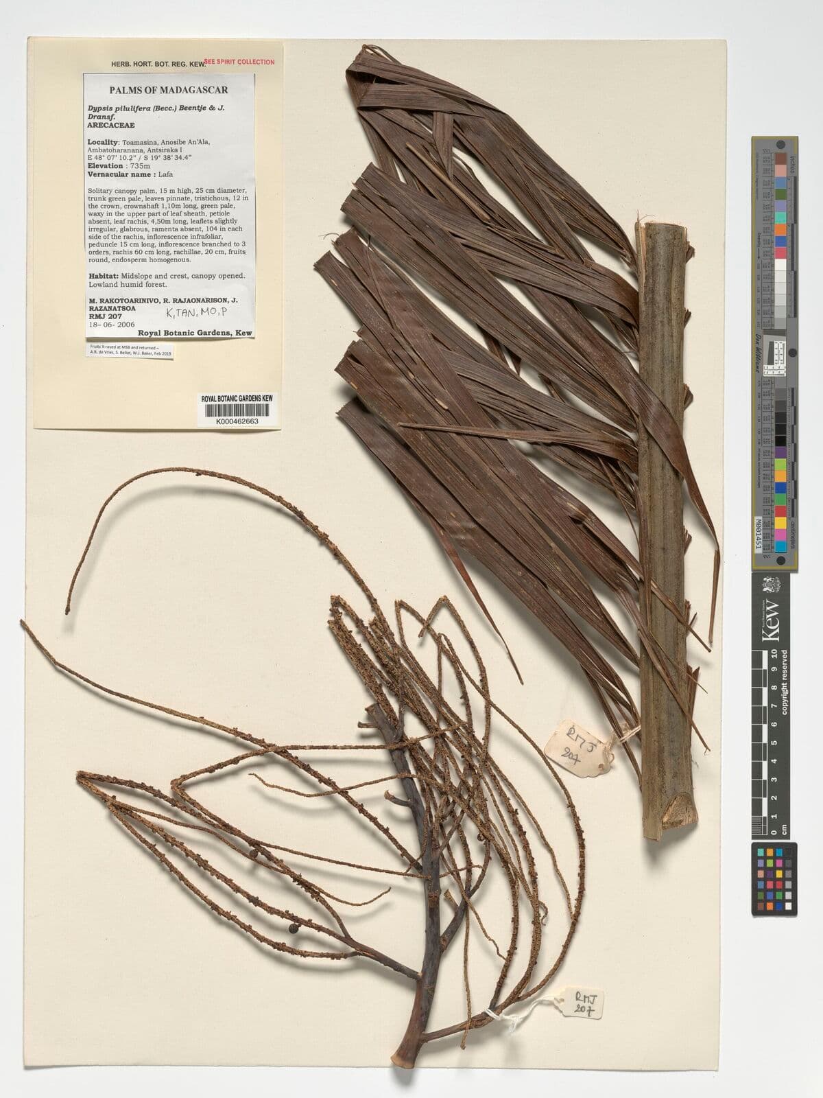 Botanical specimen of Chrysalidocarpus Pilulifer.