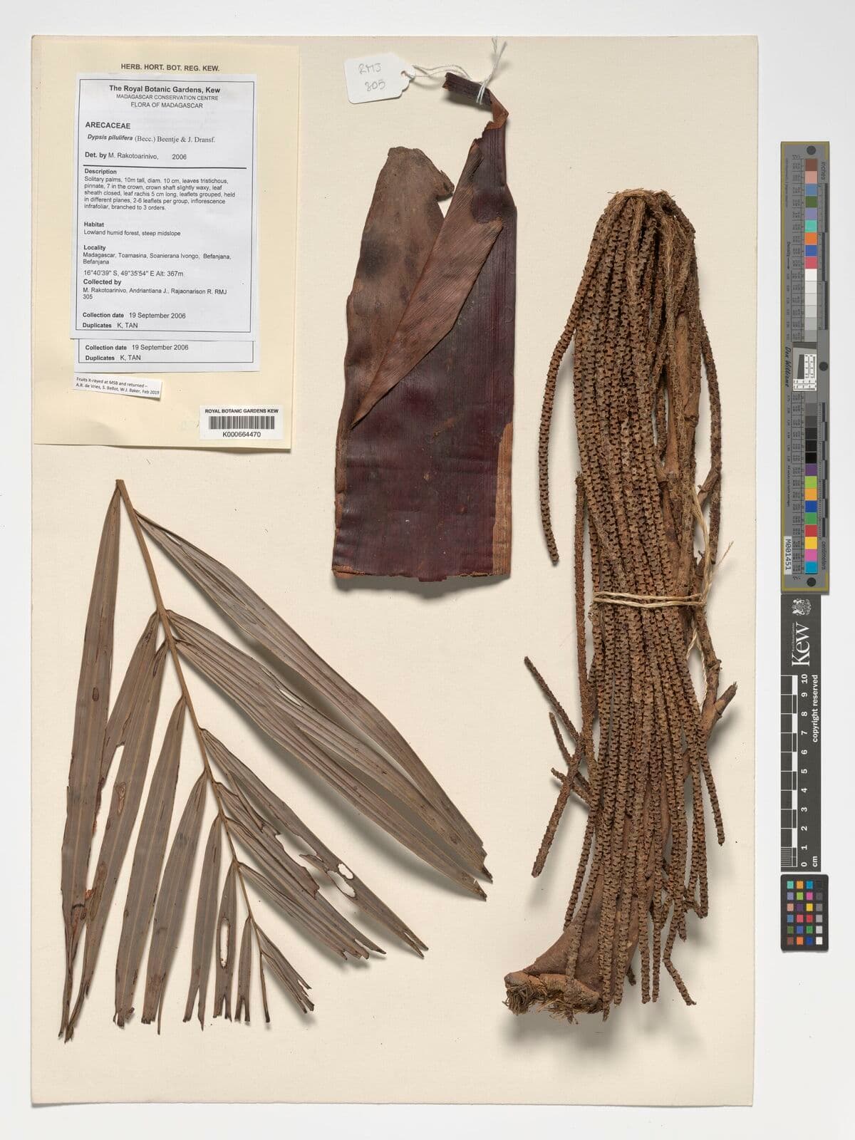Botanical specimen of Chrysalidocarpus Pilulifer.