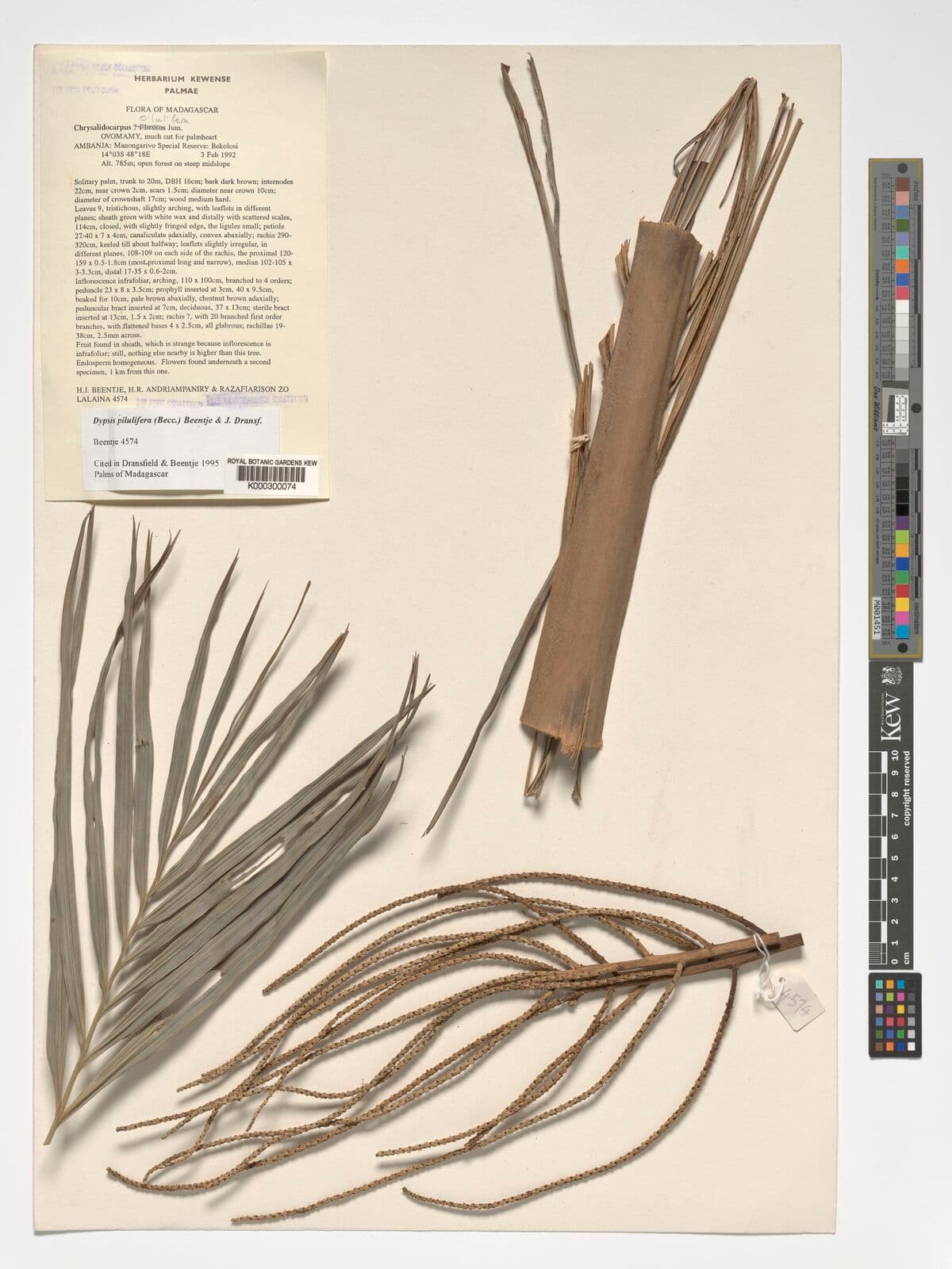 Botanical specimen of Chrysalidocarpus Pilulifer.