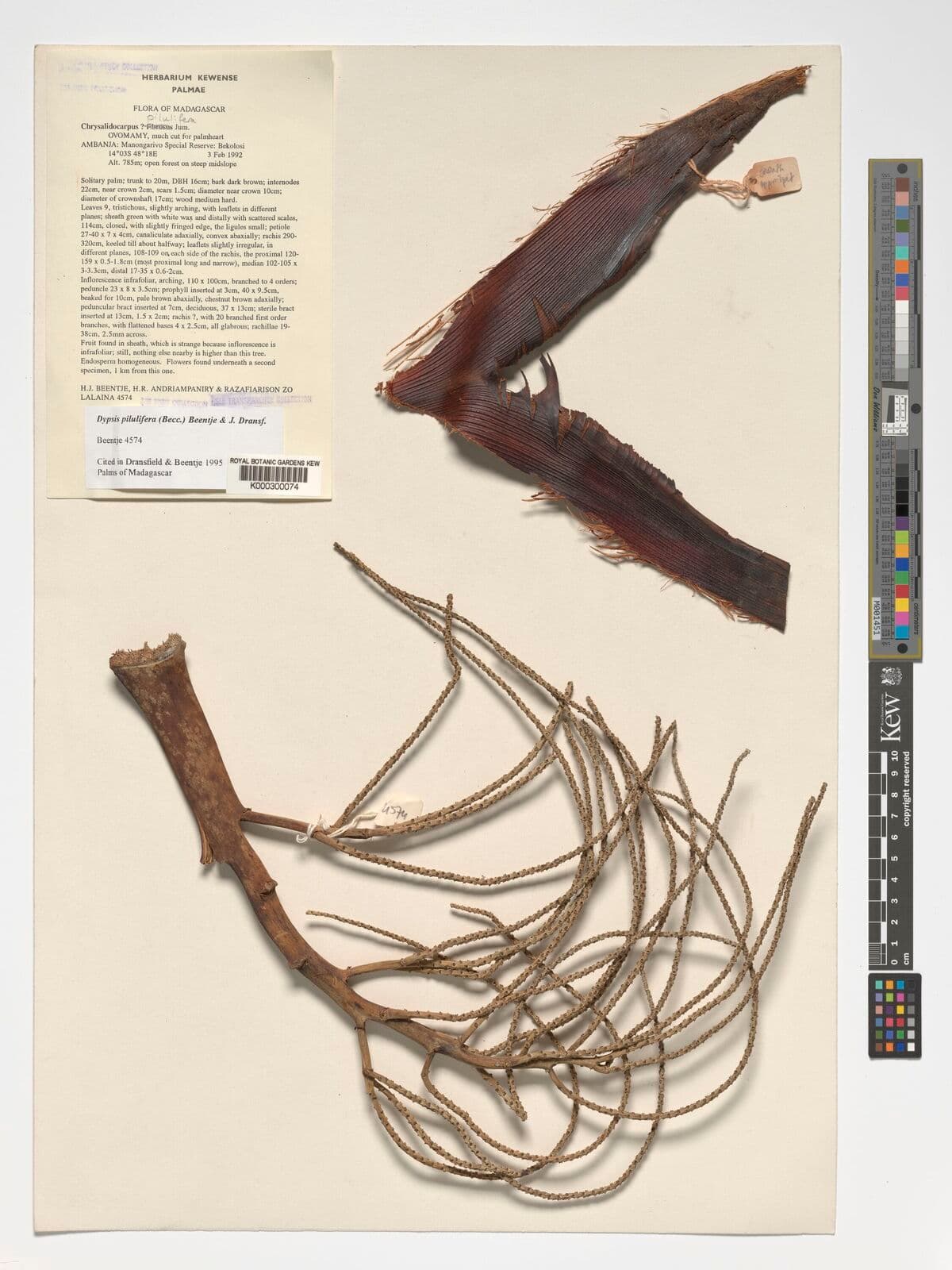 Botanical specimen of Chrysalidocarpus Pilulifer.