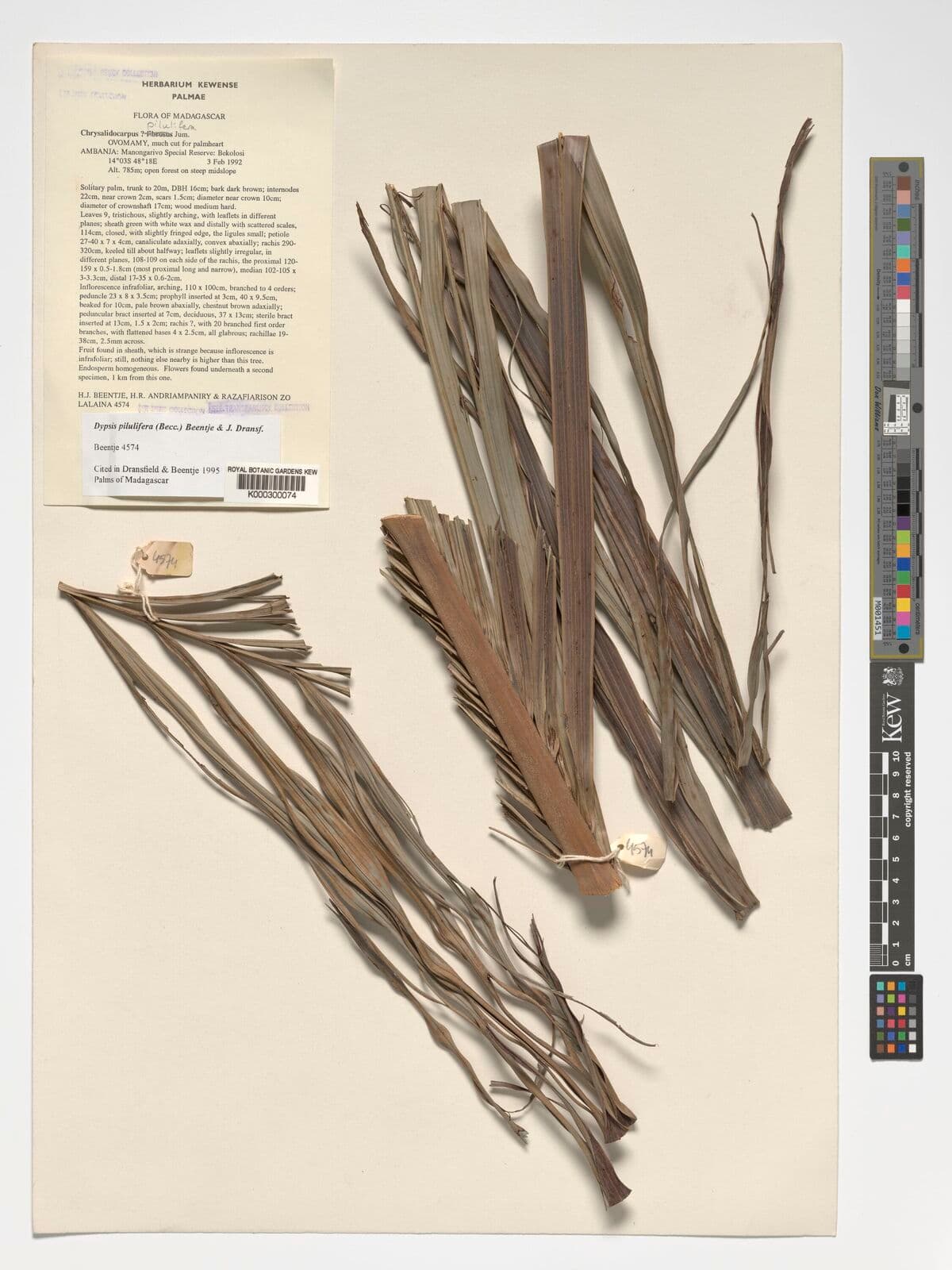 Botanical specimen of Chrysalidocarpus Pilulifer.