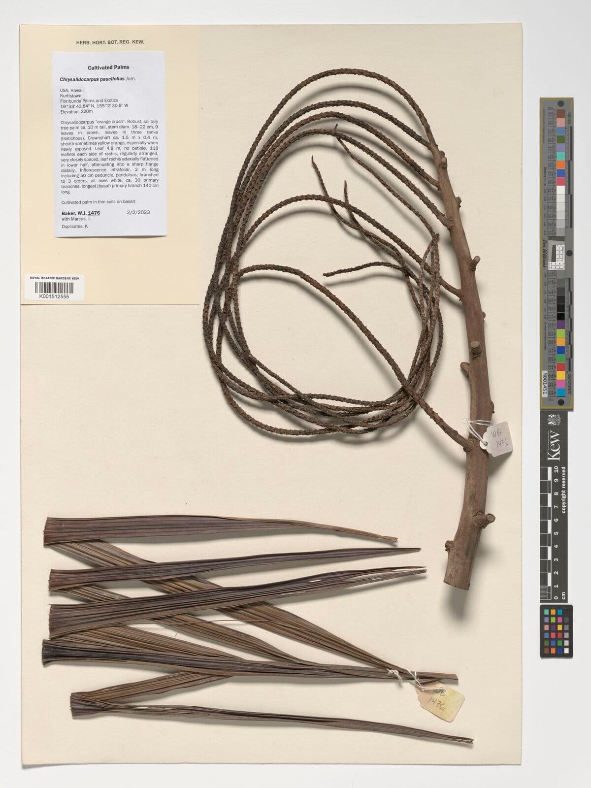 Botanical specimen of Chrysalidocarpus Pilulifer.