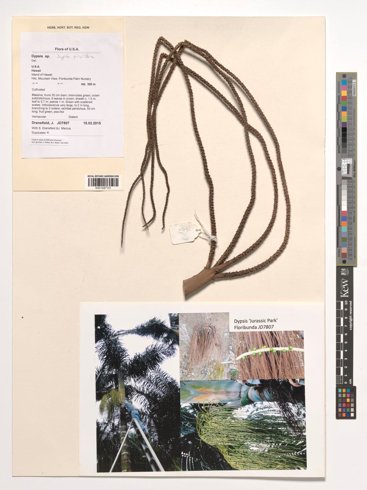Botanical specimen of Chrysalidocarpus Pilulifer.
