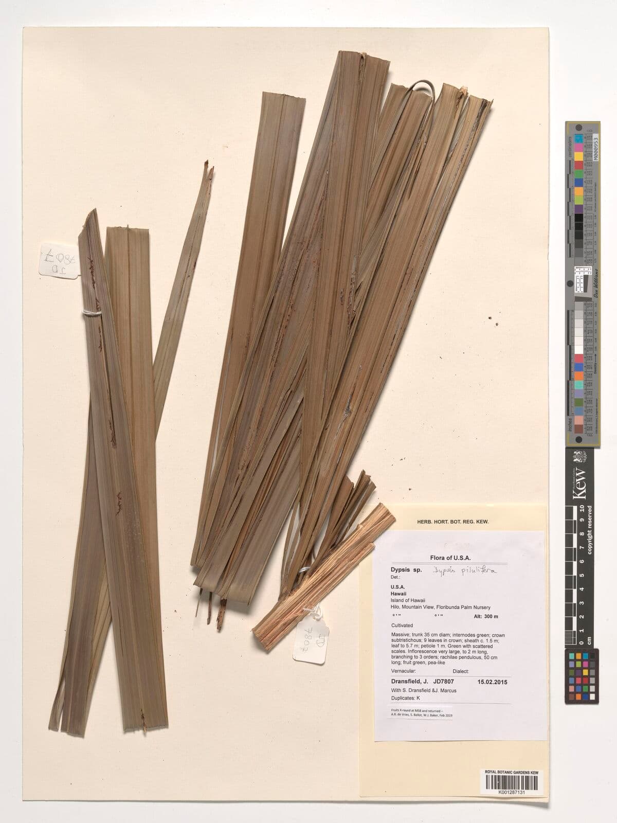 Botanical specimen of Chrysalidocarpus Pilulifer.