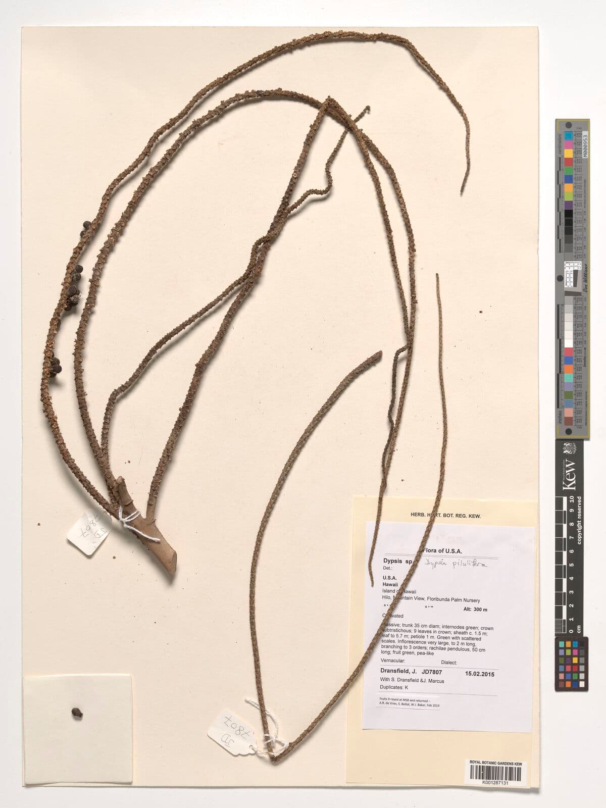 Botanical specimen of Chrysalidocarpus Pilulifer.