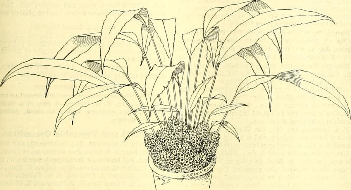 Botanical specimen of Chrysalidocarpus Plumosus.