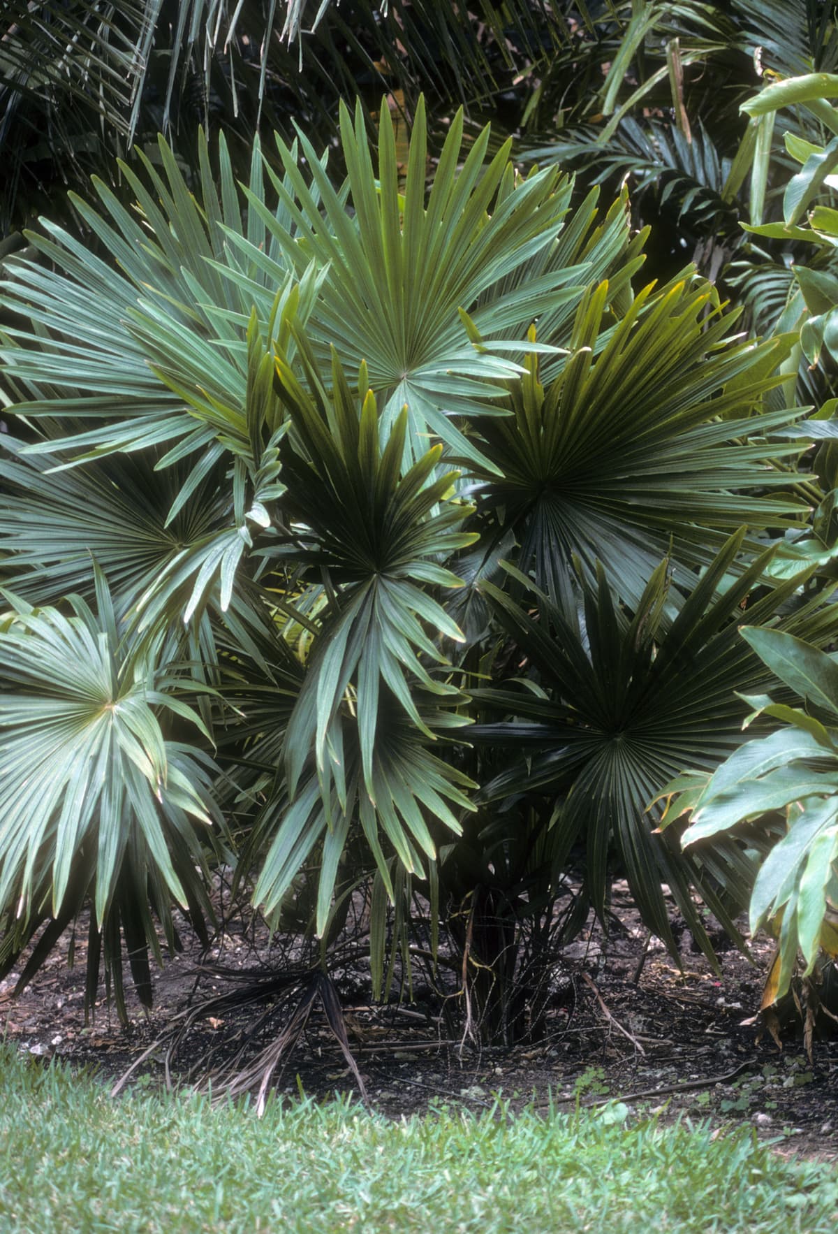 Botanical specimen of Chuniophoenix Hainanensis.