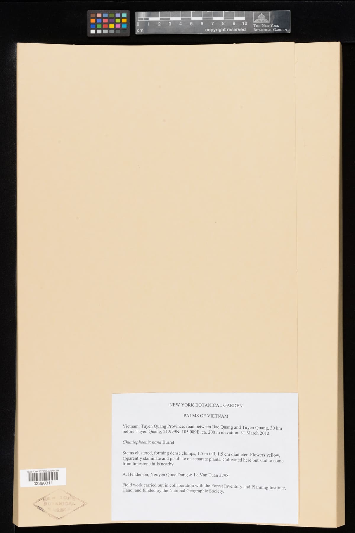 Botanical specimen of Chuniophoenix Humilis.