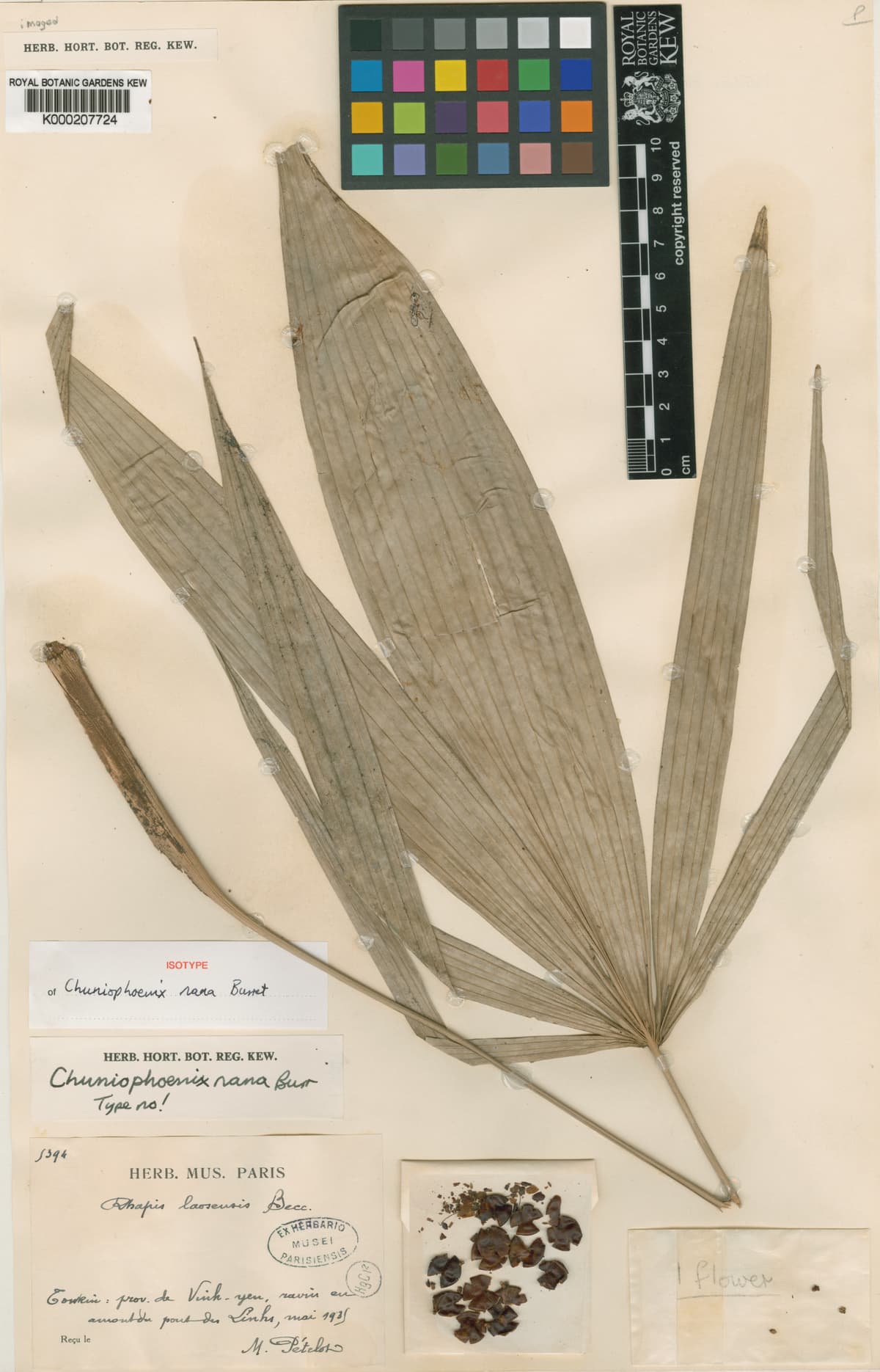 Botanical specimen of Chuniophoenix Humilis.