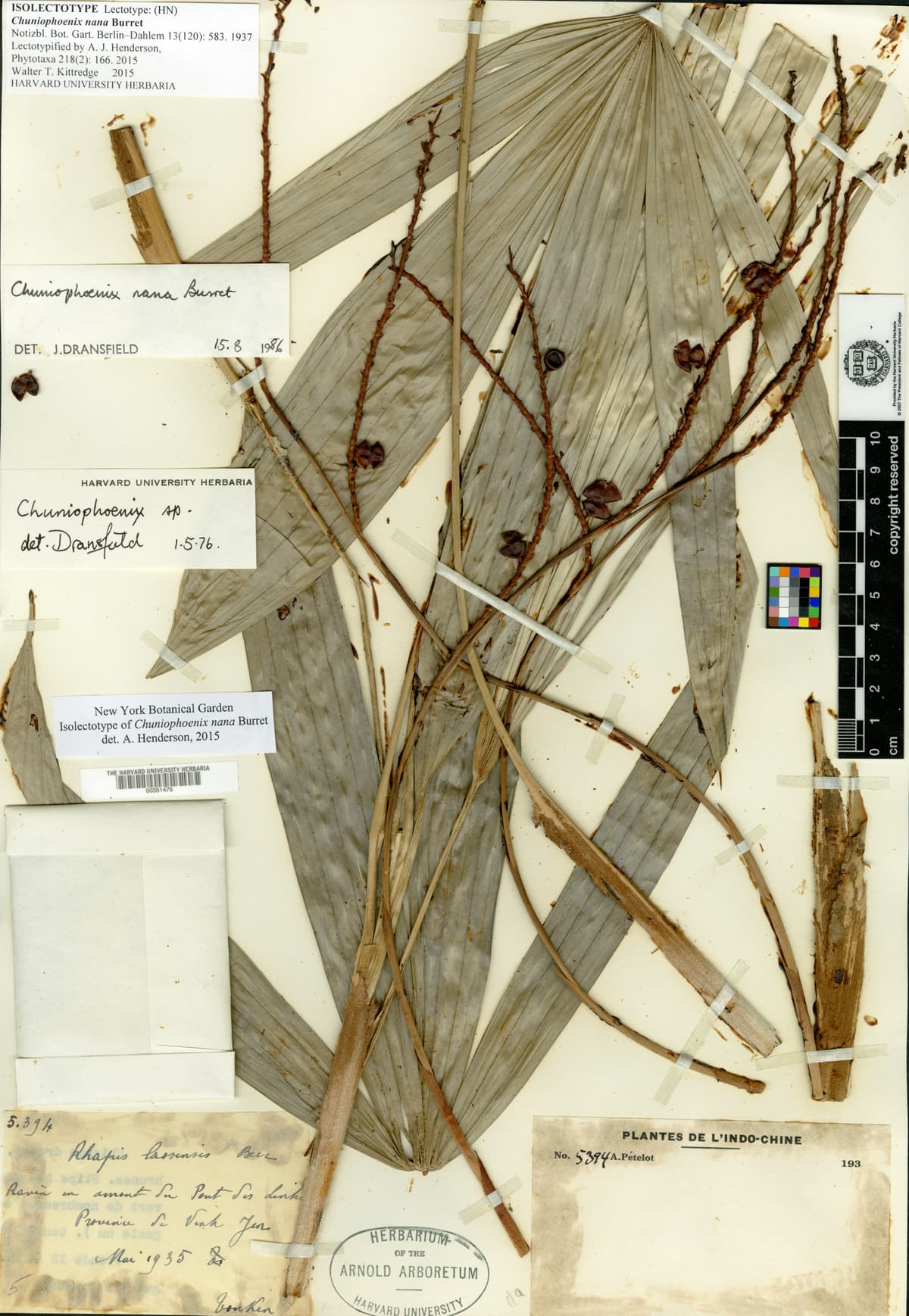 Botanical specimen of Chuniophoenix Humilis.