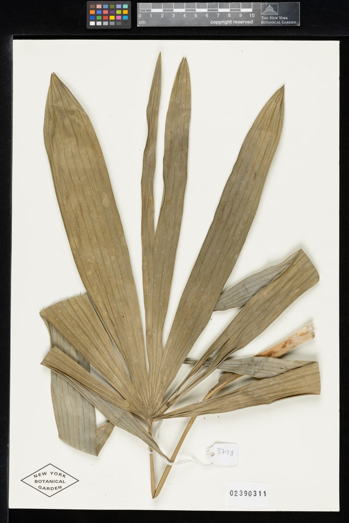 Botanical specimen of Chuniophoenix Humilis.