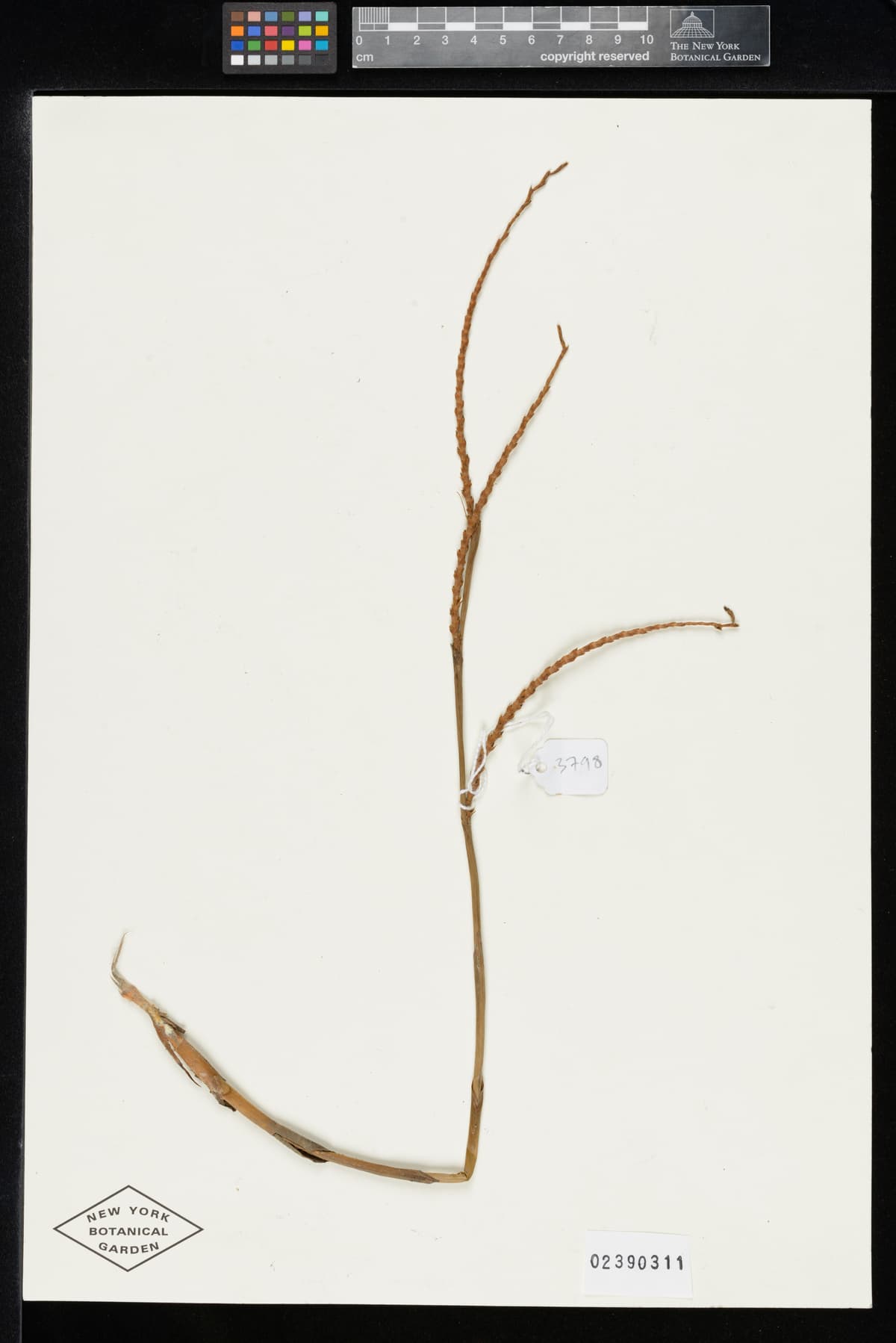 Botanical specimen of Chuniophoenix Humilis.