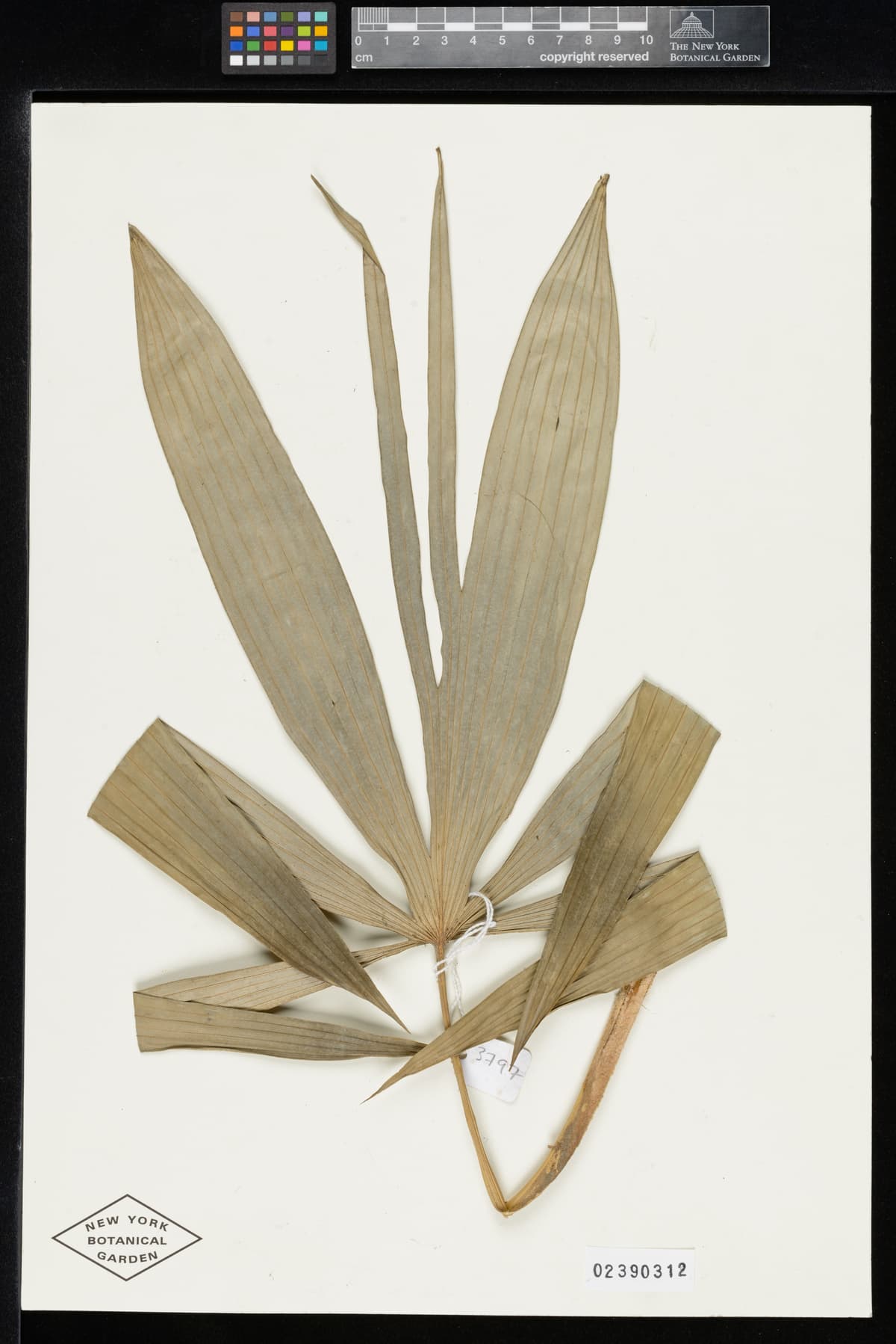 Botanical specimen of Chuniophoenix Humilis.