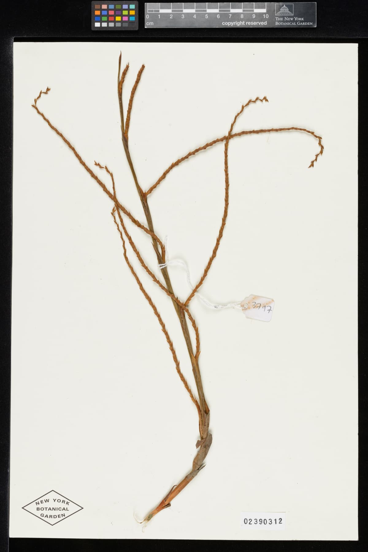 Botanical specimen of Chuniophoenix Humilis.