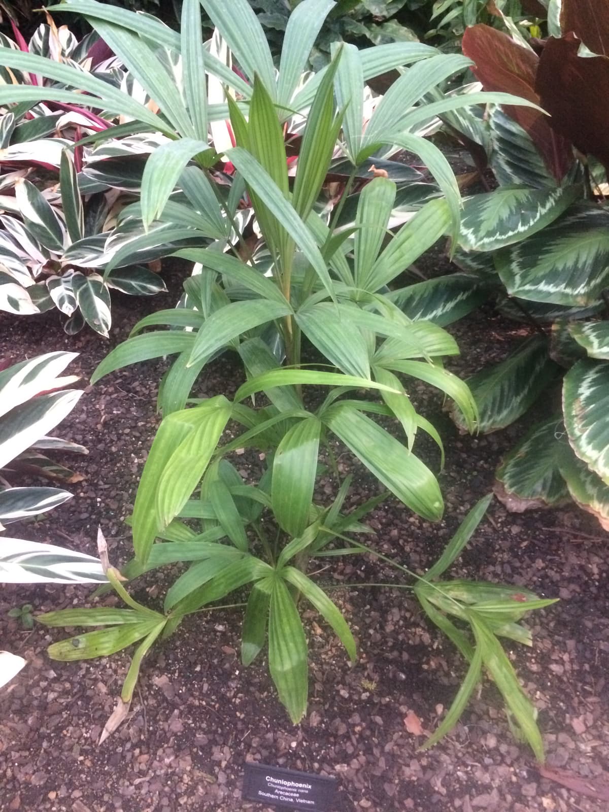 Botanical specimen of Chuniophoenix Nana.