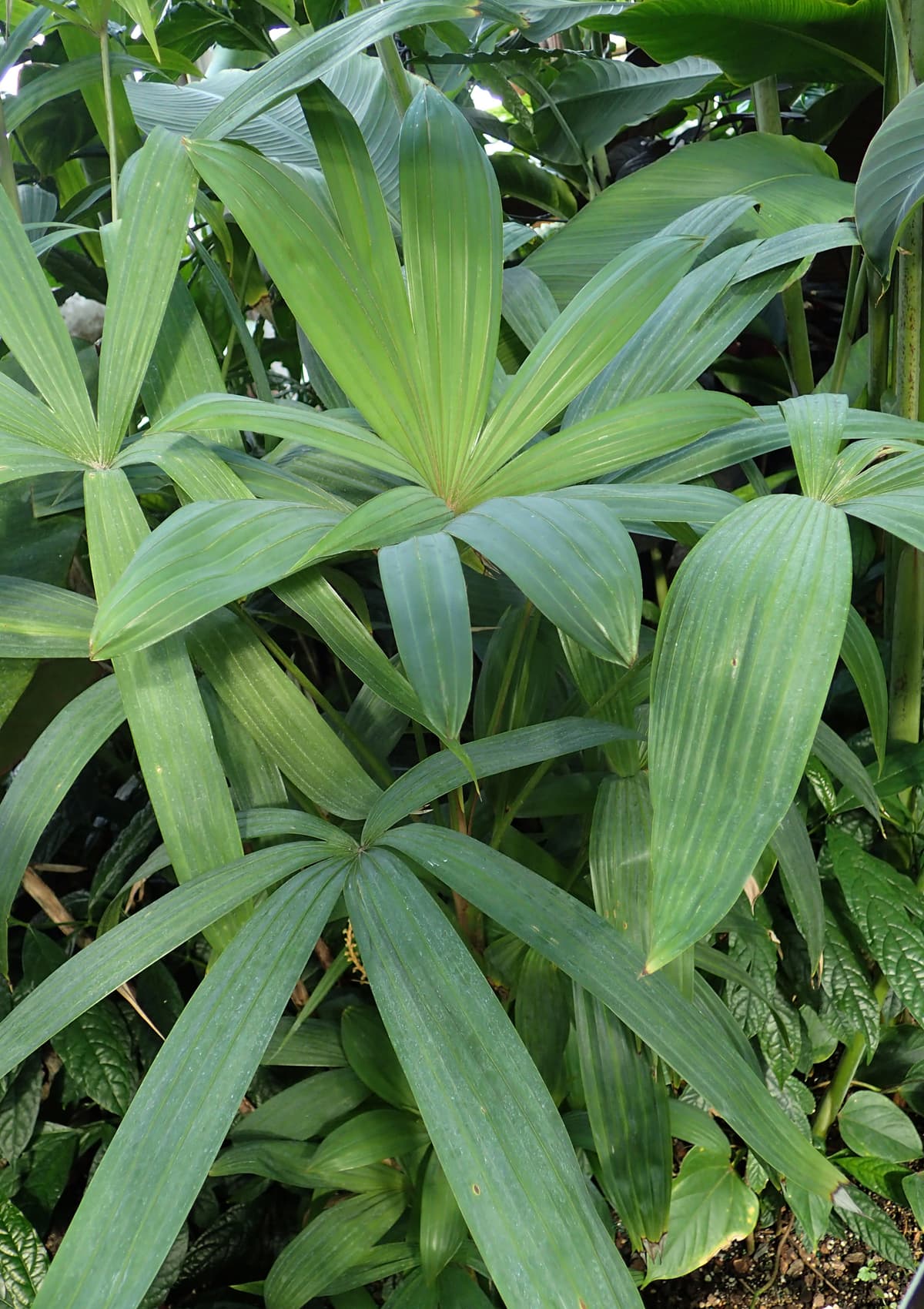 Botanical specimen of Chuniophoenix Nana.