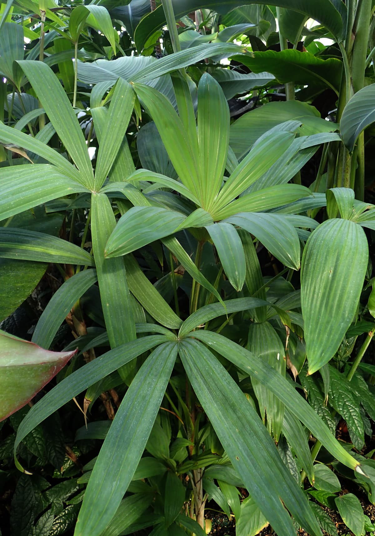 Botanical specimen of Chuniophoenix Nana.