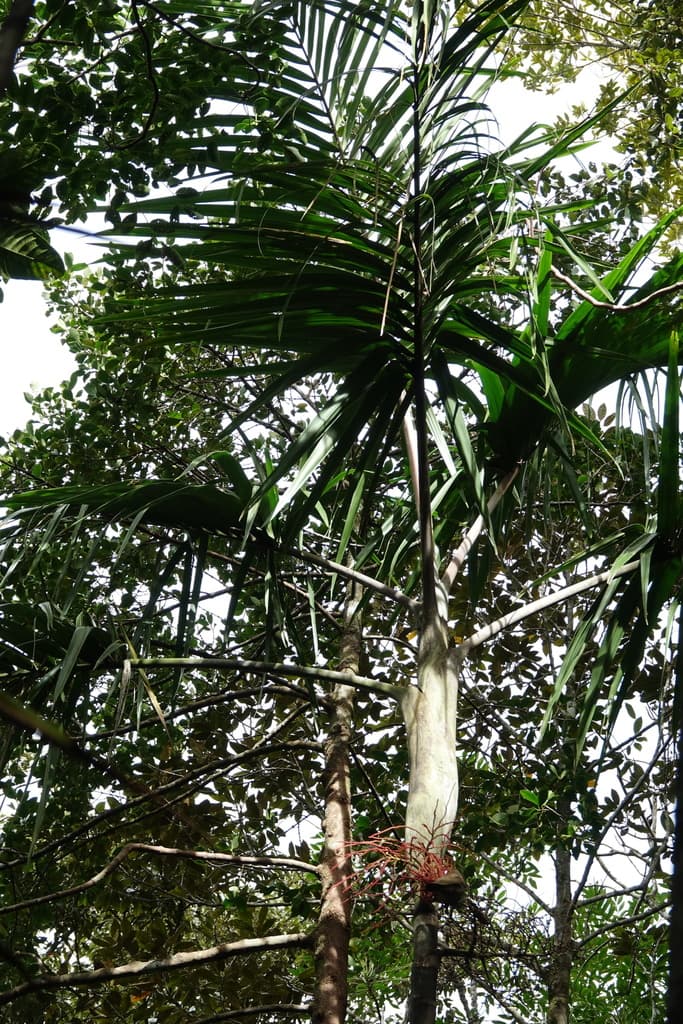 Botanical specimen of Clinosperma Bracteale.