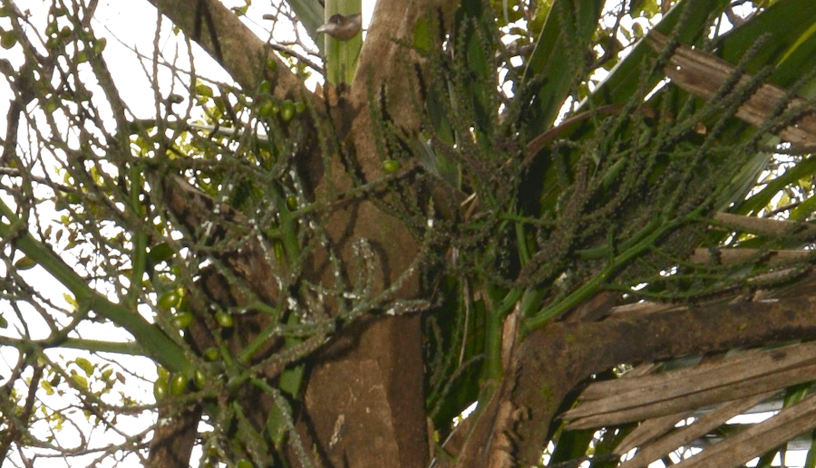 Botanical specimen of Clinosperma Lanuginosa.