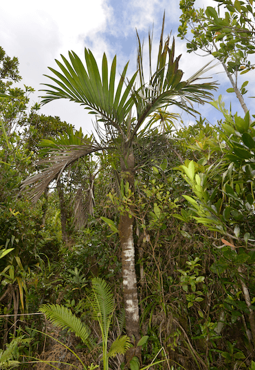 Botanical specimen of Clinosperma Lanuginosa.