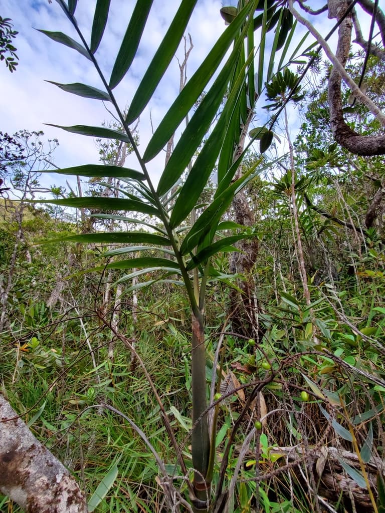 Botanical specimen of Clinosperma Vaginata.