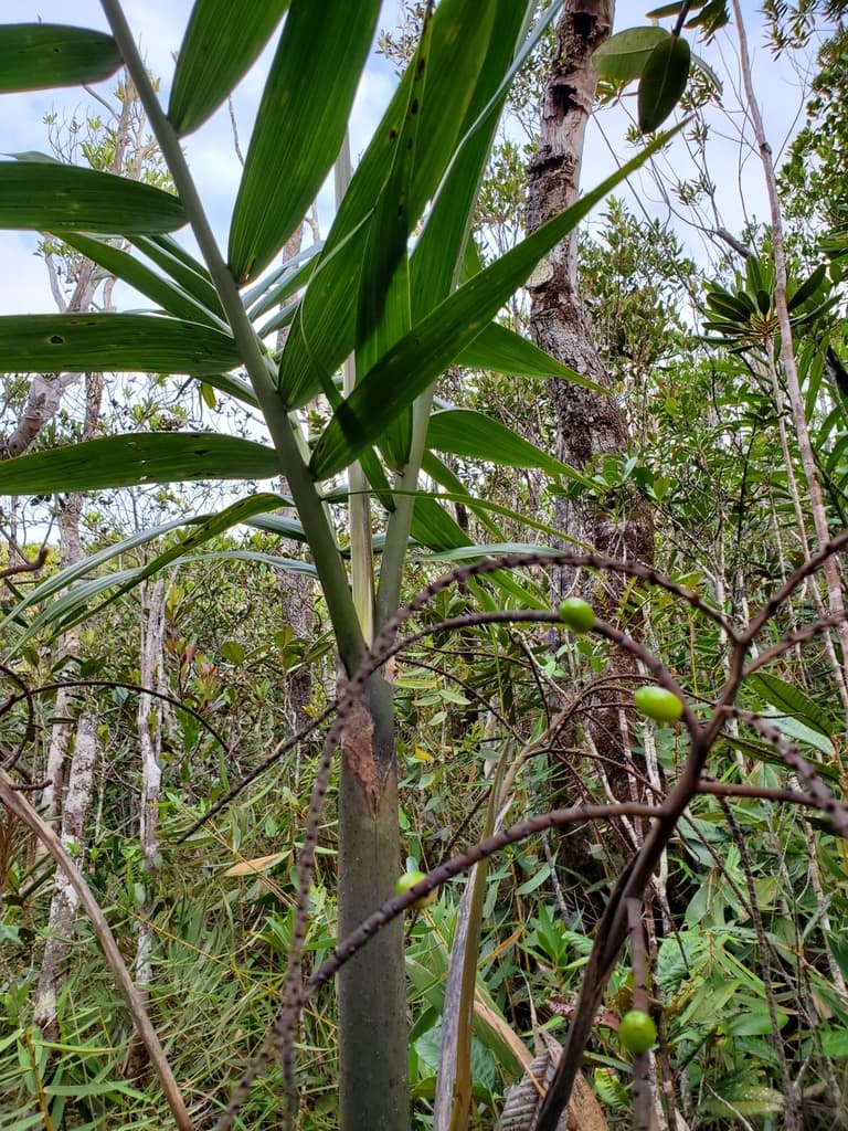 Botanical specimen of Clinosperma Vaginata.