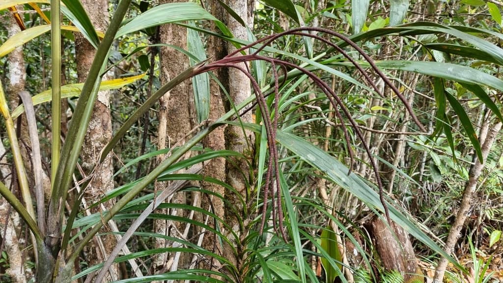 Botanical specimen of Clinosperma Vaginata.