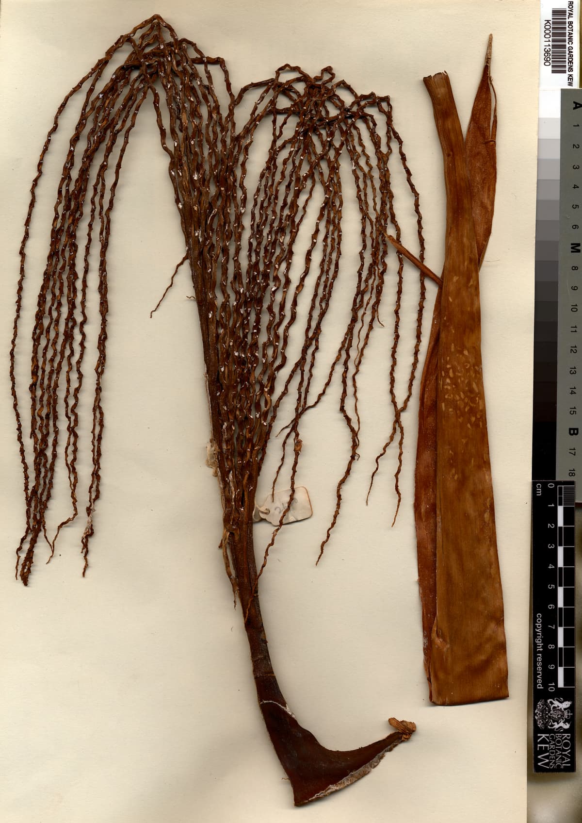 Botanical specimen of Clinostigma Collegarum.