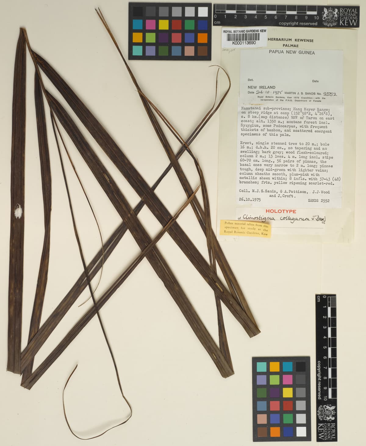 Botanical specimen of Clinostigma Collegarum.
