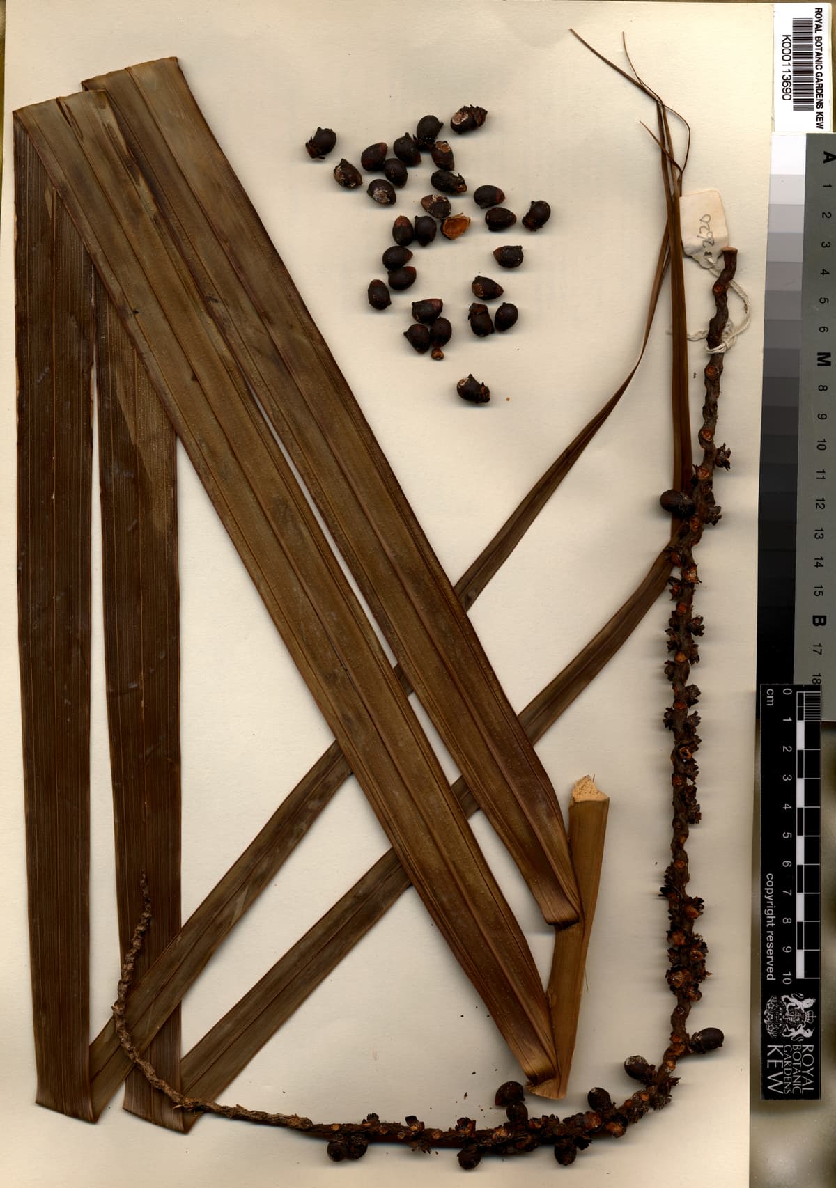 Botanical specimen of Clinostigma Collegarum.