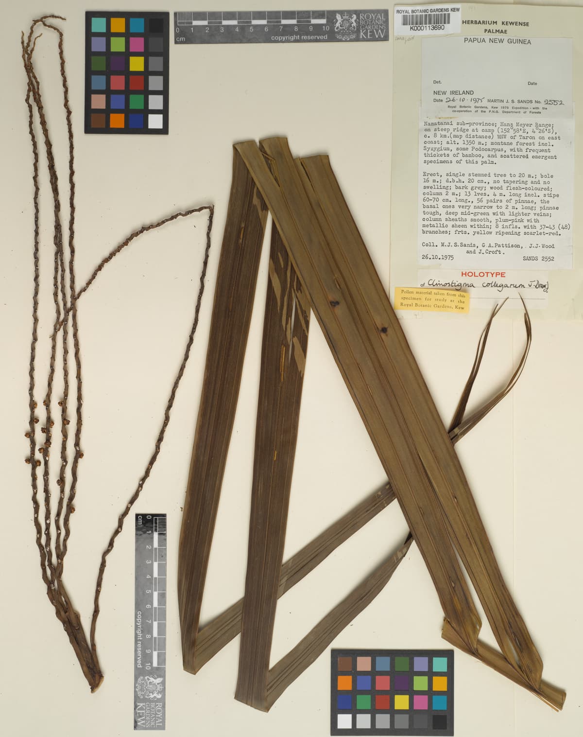 Botanical specimen of Clinostigma Collegarum.