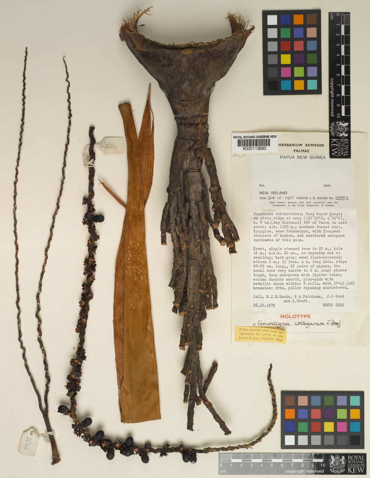 Botanical specimen of Clinostigma Collegarum.