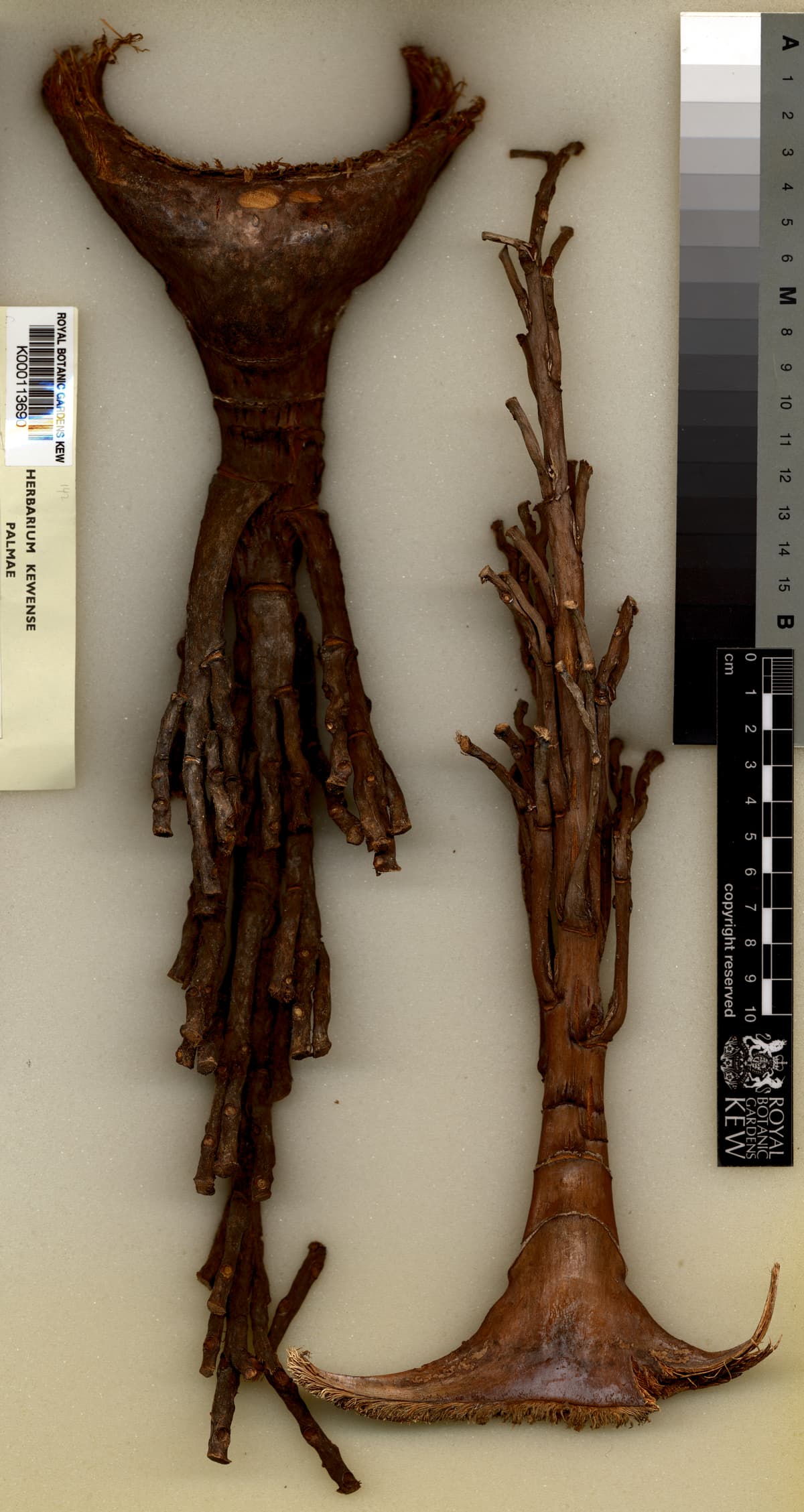 Botanical specimen of Clinostigma Collegarum.
