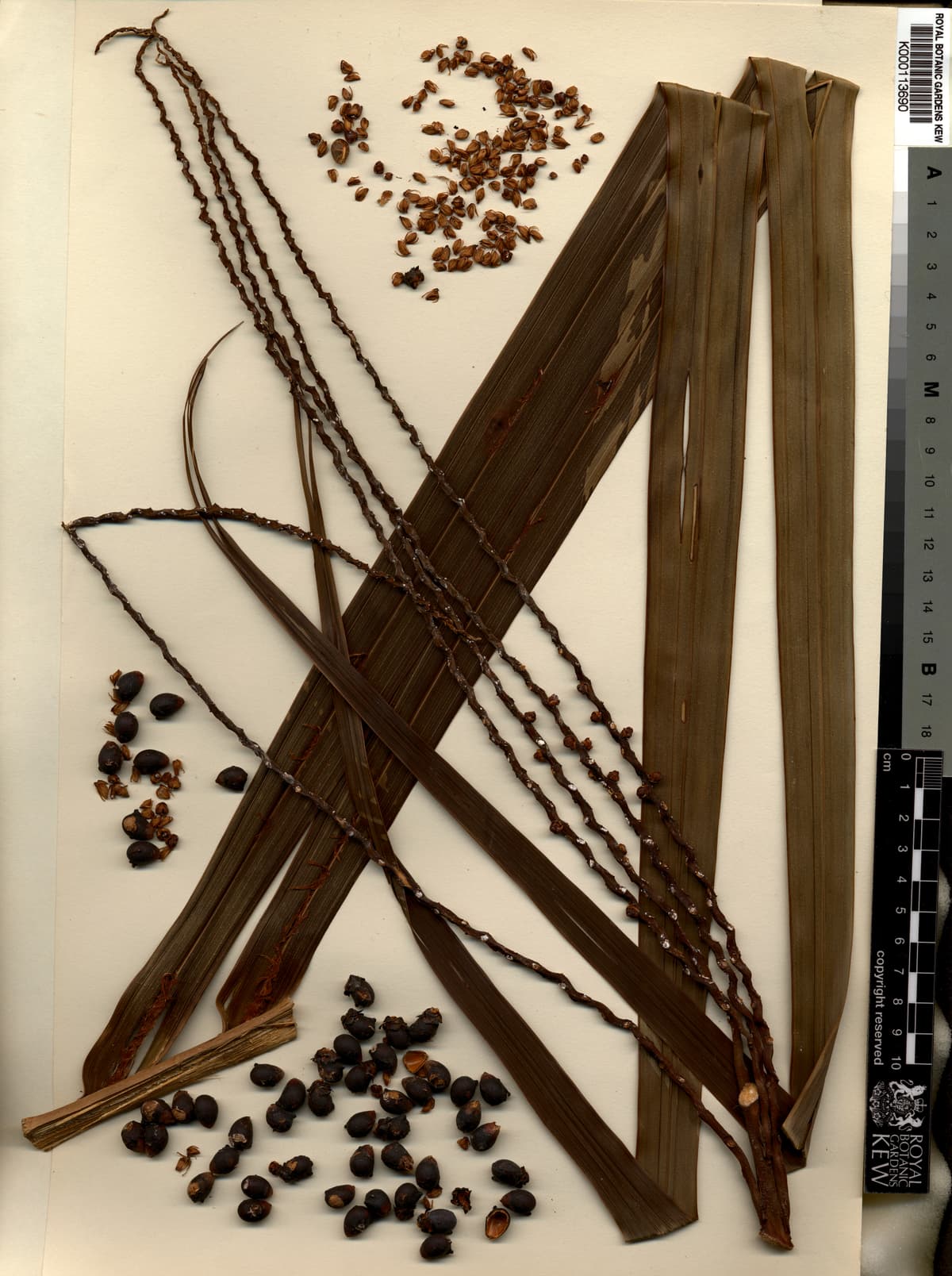 Botanical specimen of Clinostigma Collegarum.